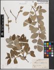 Foto von Salix caprea L.